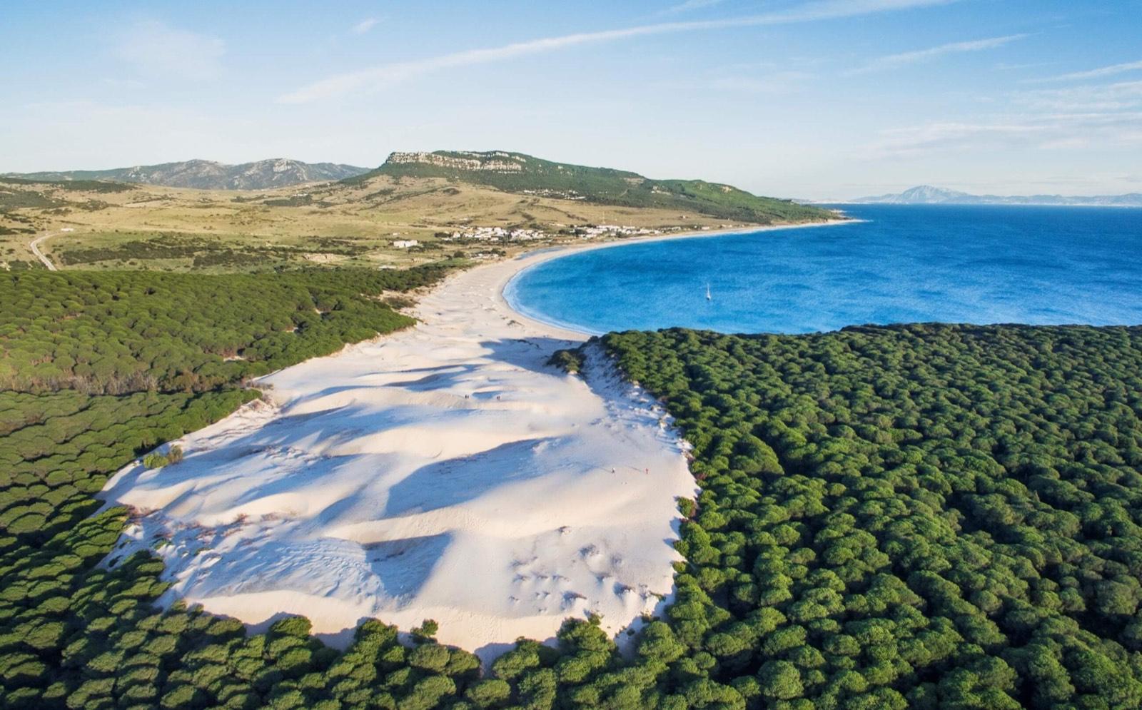Protected dunes and pine forest behind an Atlantic beach
