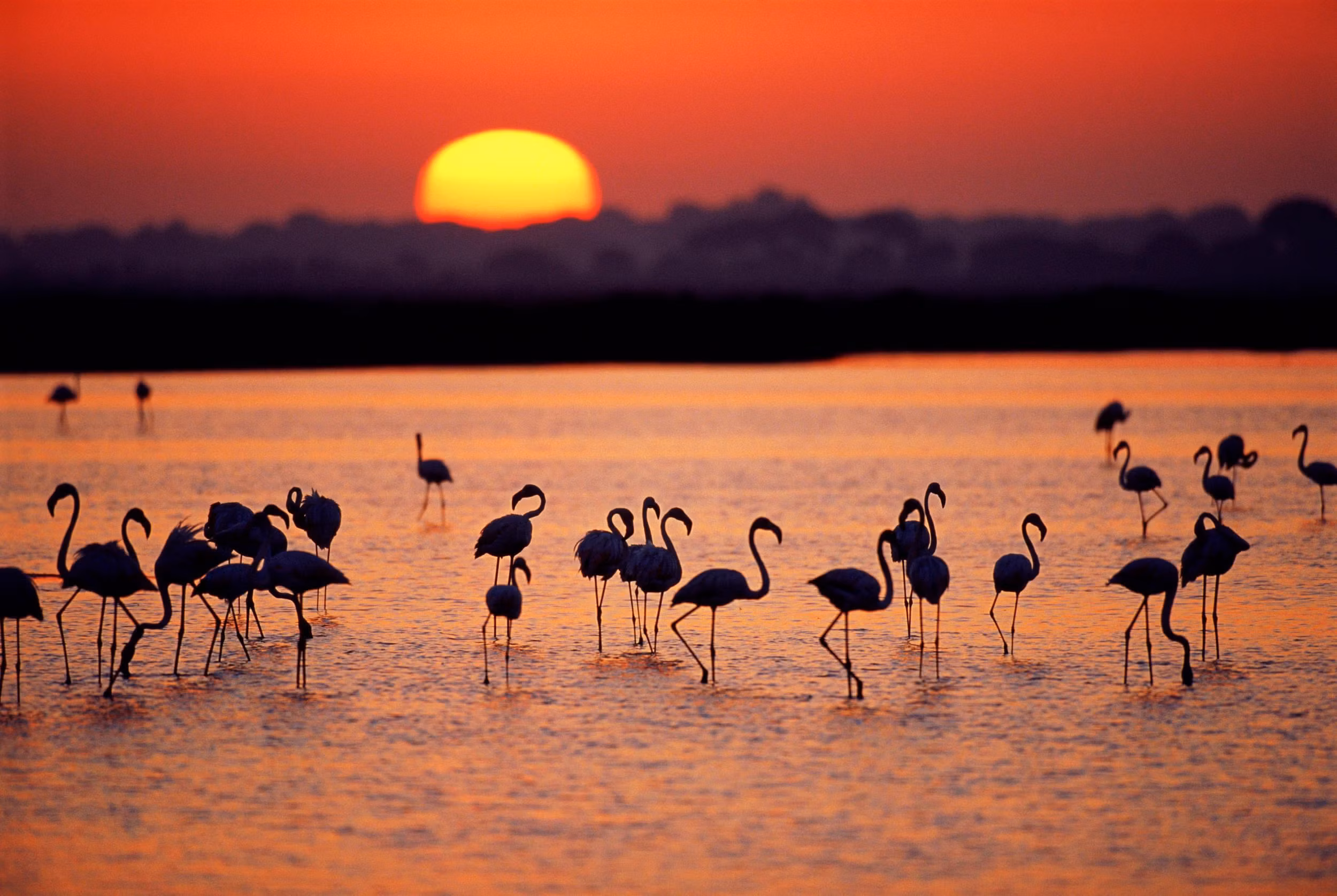 Flamingos in the Doñana wetlands at sunset
