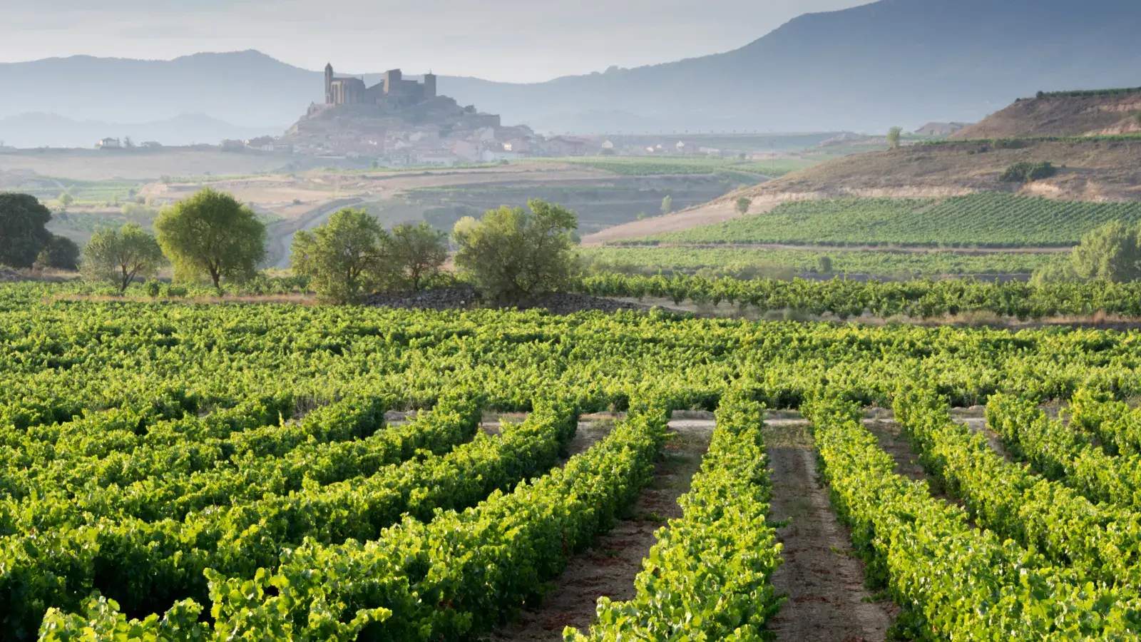 Sherry vineyards rolling toward the hills near Jerez